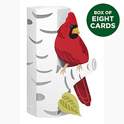 Cardinal On Birch Pop-Up Card (Box of 8) Cardinal On Birch Pop-Up Card (Box of 8)