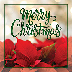 Merry Christmas Greeting Card (Poinsettias)