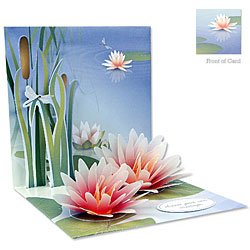 Water Lily Card Water Lily Card
