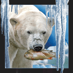 Polar Bear with Fish Card