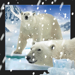 Polar Bears In Snow Card