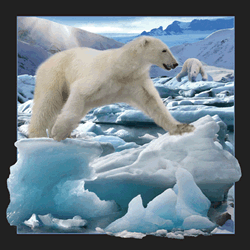 Polar Bear Jumping Card