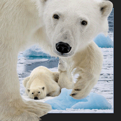 Polar Bear With Cub Card