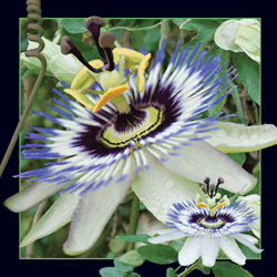 Passionflower Card