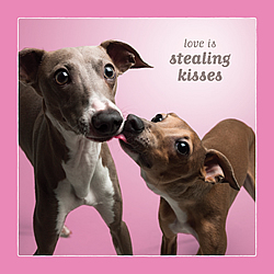 Stealing Kisses Card (Greyhounds) Stealing Kisses Card (Greyhounds)