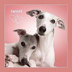 Sweethearts Card (Whippets) Sweethearts Card (Whippets)