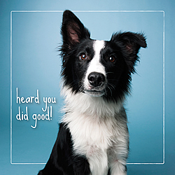 Heard You Did Good Card (Border Collie)