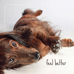 Feel Better Card (Dachshund)