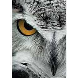 Owl Eye Card