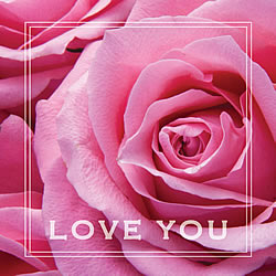 Love You (Pink Rose) Greeting Card Love You (Pink Rose) Greeting Card