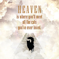 Cat Heaven Card Cat Heaven Card