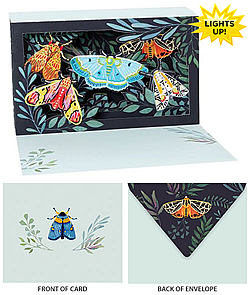 Moths Card Moths Card