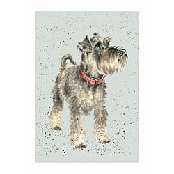 Miniature Schnauzer Card (Teddy) Miniature Schnauzer Card (Teddy)