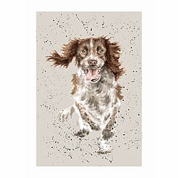 English Springer Spaniel Card (Skye) English Springer Spaniel Card (Skye)
