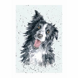 Border Collie Card (Jess)