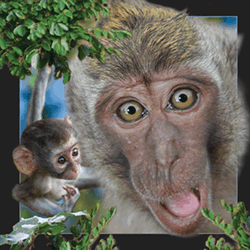 Java Macaque Card