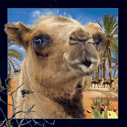 Camel Card
