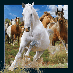 Horses Card
