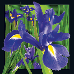 Iris Card Iris Card