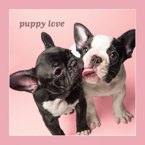 Puppy Love Card (French Bulldog) - Click Image to Close