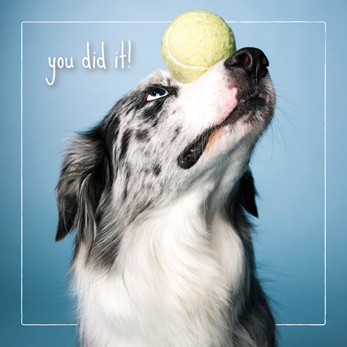 You Did It Card (Border Collie) - Click Image to Close
