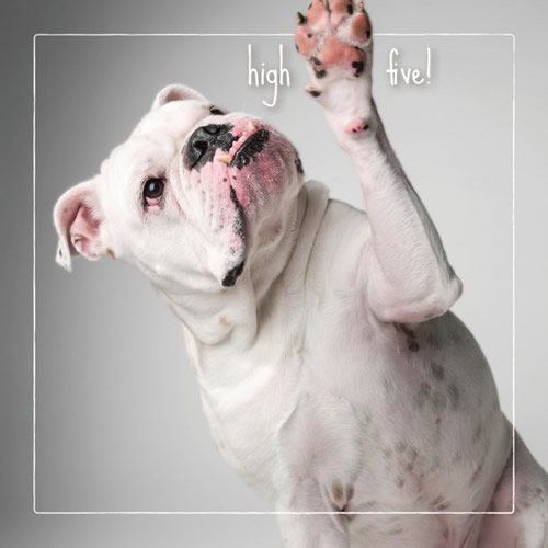 High Five Card (Pitbull) - Click Image to Close