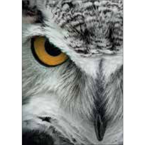 Owl Eye Card - Click Image to Close