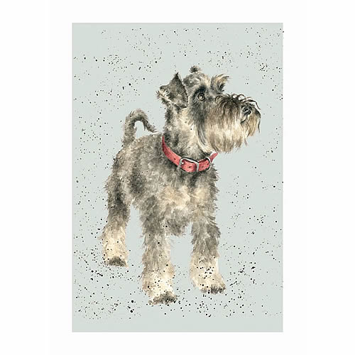 Miniature Schnauzer Card (Teddy) - Click Image to Close