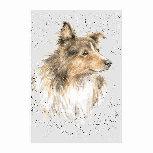 Shetland Sheepdog Card (Scout) - Click Image to Close