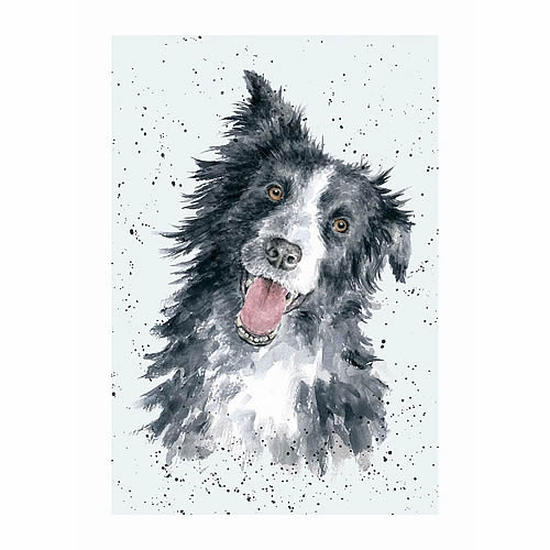 Border Collie Card (Jess) - Click Image to Close