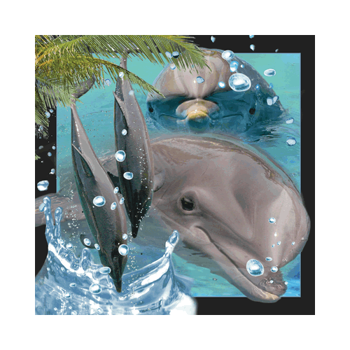 Dolphin Card - Click Image to Close