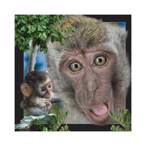 Java Macaque Card - Click Image to Close