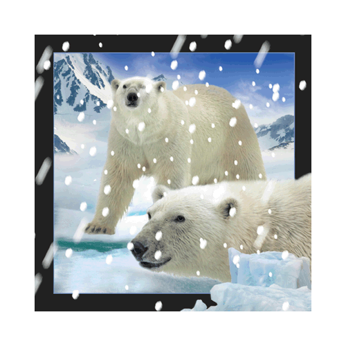 Polar Bears In Snow Card - Click Image to Close