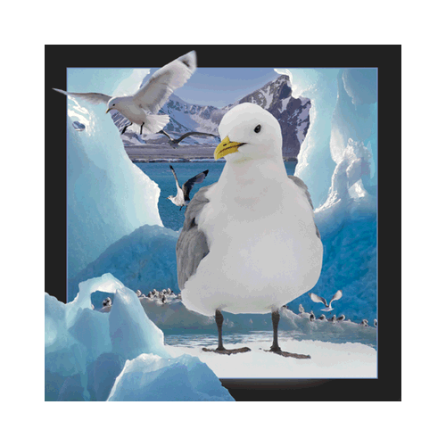 Gull On Ice Card - Click Image to Close