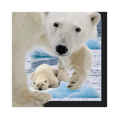 Polar Bear With Cub Card - Click Image to Close