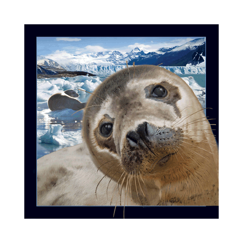 Seal Card - Click Image to Close