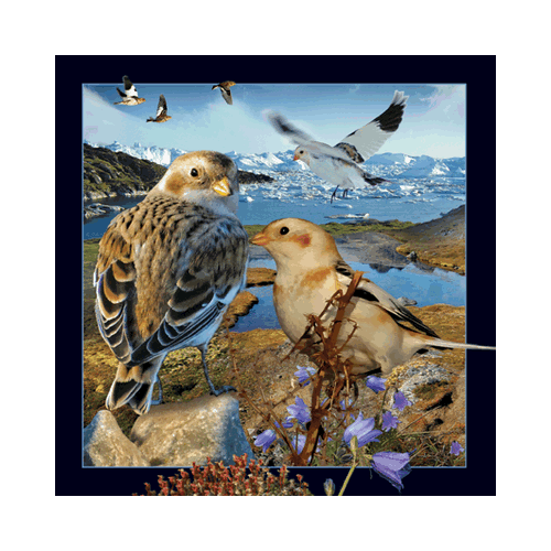 Snow Bunting Card - Click Image to Close
