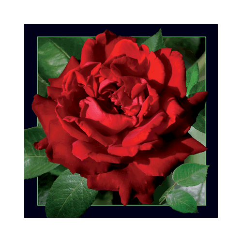 Rose Card (Red) - Click Image to Close