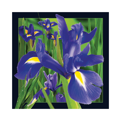 Iris Card - Click Image to Close