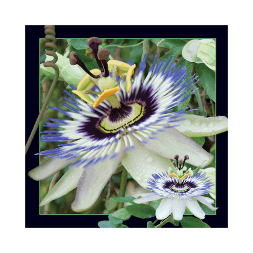 Passionflower Card - Click Image to Close
