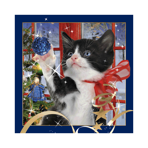 Christmas Cat Card - Click Image to Close