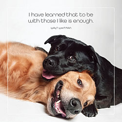 Those I Like Card (A Golden & Mixed Breed)