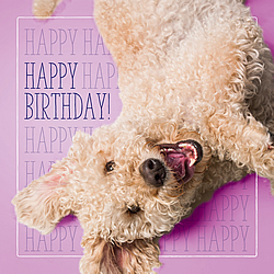 Happy Happy Birthday Card (Labradoodle)
