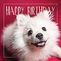 Happy Birthday Card (Pomeranian)