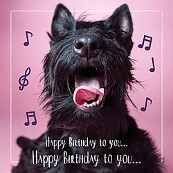 Sings Happy Birthday Card (Scottish Terrier)
