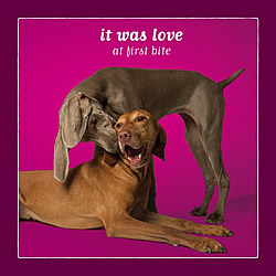 It Was Love At First Bite Card (Weimeraner & Vizla)