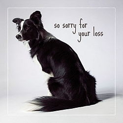 Sorry For Your Loss Card (Border Collie)