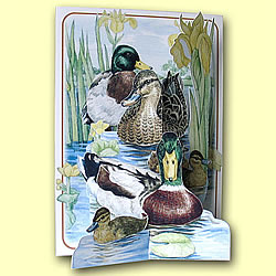 Mallard Ducks Card