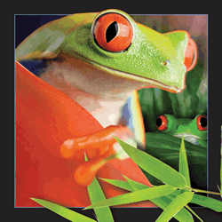 Frog Card