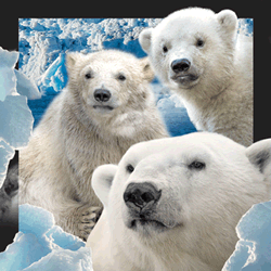 Polar Bears Card